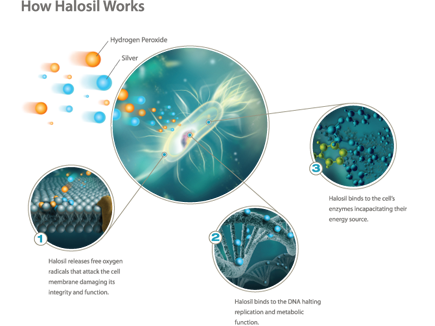how-halosil-formula-works formula