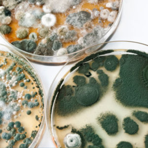 Mold testing and treatment by Healthy Home Solutions