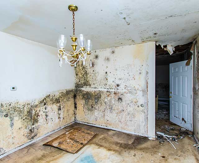 Healthy Home Solutions providing water fungi removal services in Connecticut